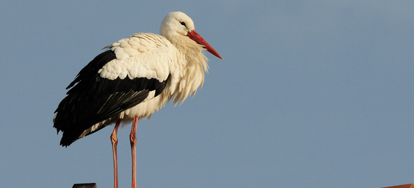 Une cigogne à Saignelégier (photo : Stéphane Theytaz)