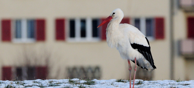 Une cigogne à Saignelégier (photo : Stéphane Theytaz)