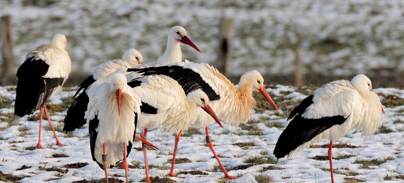 Des cigognes à Saignelégier (photo : Stéphane Theytaz)