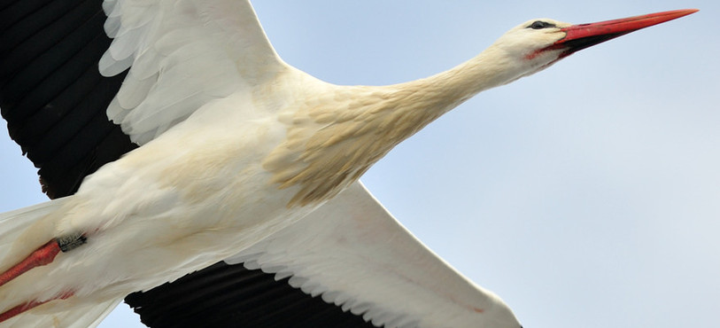 Une cigogne à Saignelégier (photo : Stéphane Theytaz)