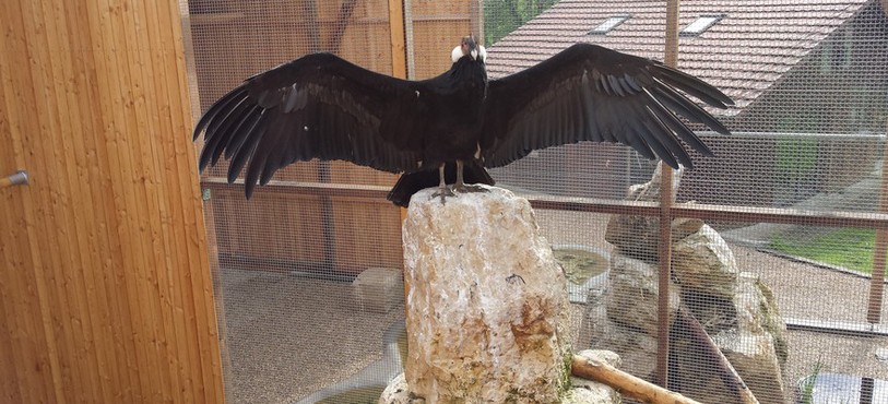 Le condor avec les ailes ouvertes