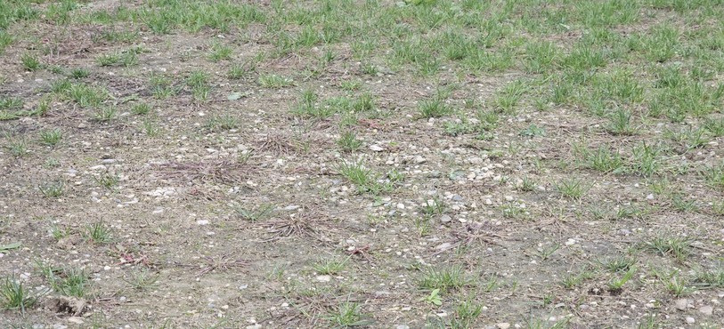 Le terrain du stade des Malévaux est mal en point.