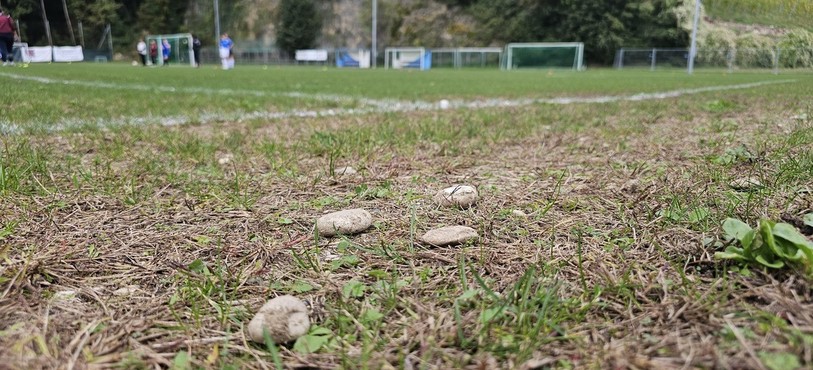 Le terrain du stade des Malévaux est mal en point.