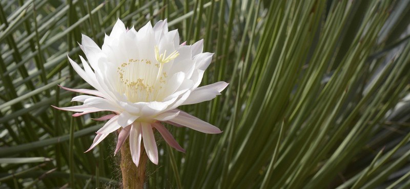 Jardin botanique porrentruy, cactus en fleurs