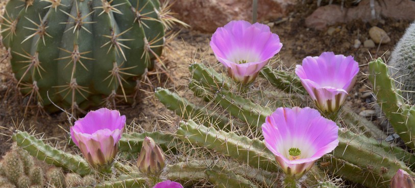 Jardin botanique porrentruy, cactus en fleurs