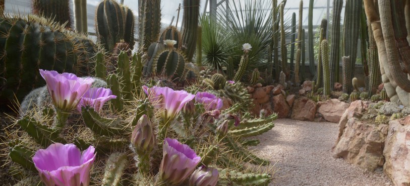 Jardin botanique porrentruy, cactus en fleurs