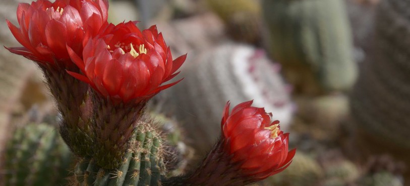 Jardin botanique porrentruy, cactus en fleurs