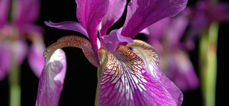 Jardin botanique porrentruy, iris en fleurs