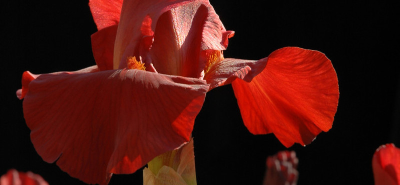 Jardin botanique porrentruy, iris en fleurs