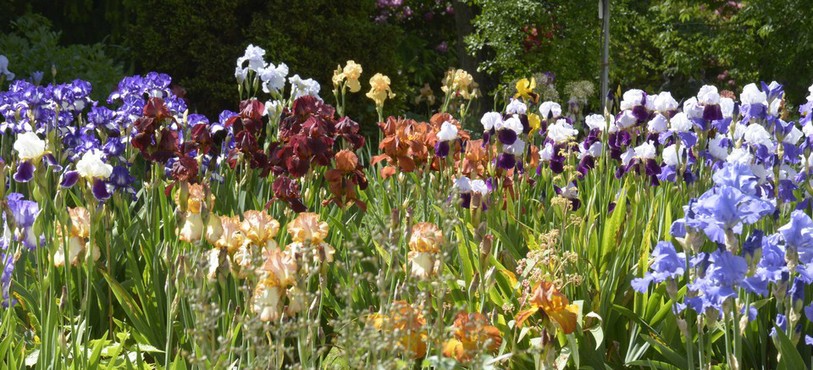 Jardin botanique porrentruy, iris en fleurs