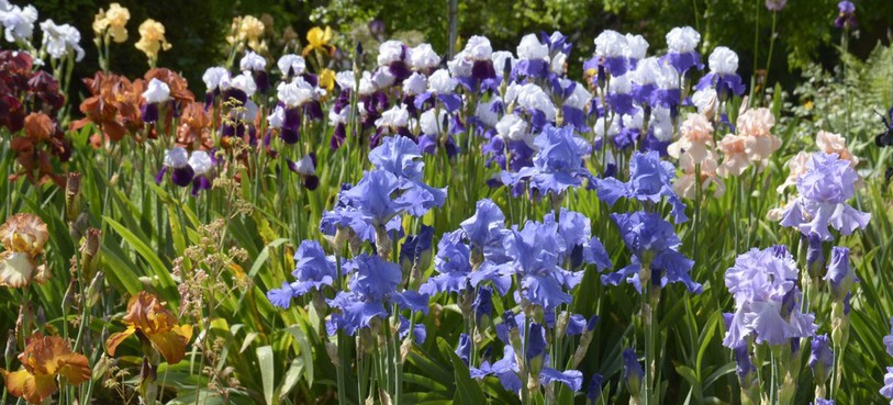 Jardin botanique porrentruy, iris en fleurs