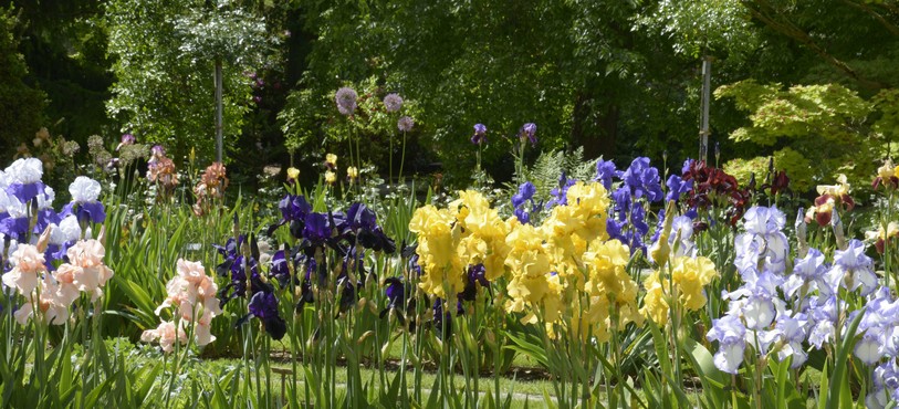 Jardin botanique porrentruy, iris en fleurs