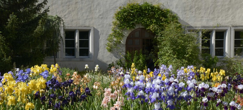 Jardin botanique porrentruy, iris en fleurs