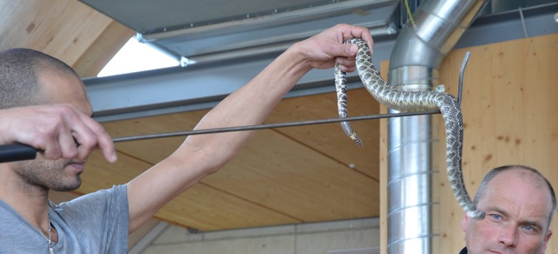 Les pompiers de Neuchâtel ont manipulé plusieurs serpents