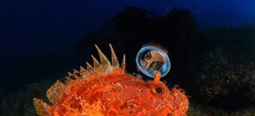 La plongeuse et le poisson scorpion en méditerranée.
