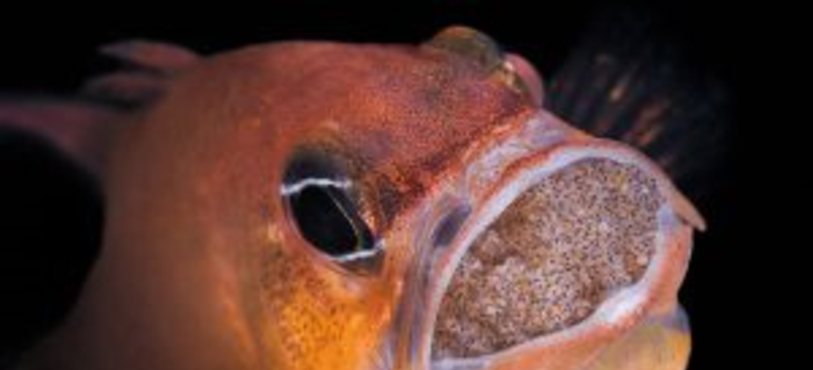 Poisson Cardinal avec ses alevins détroit de Lembeh Indonésie