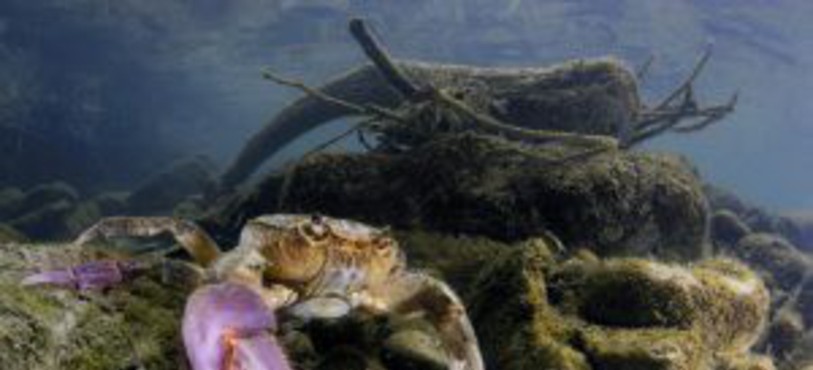 Crabe d’eau douce dans un bras de rivière en Italie.