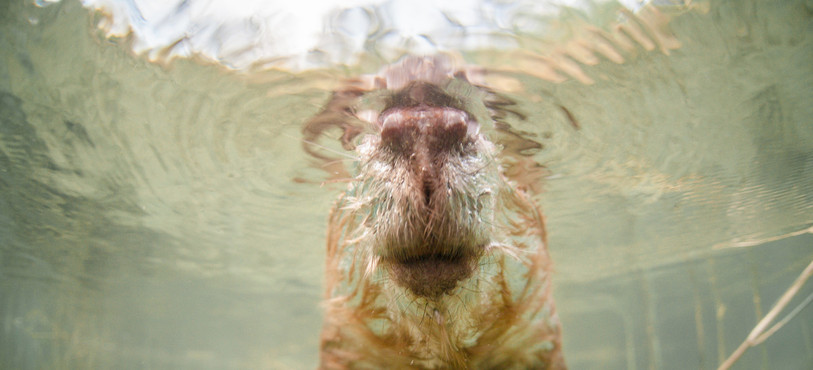 Face à face avec un Castor en France.