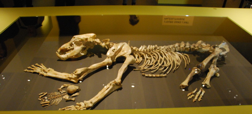 Expo « Ours », Laténium Hauterive