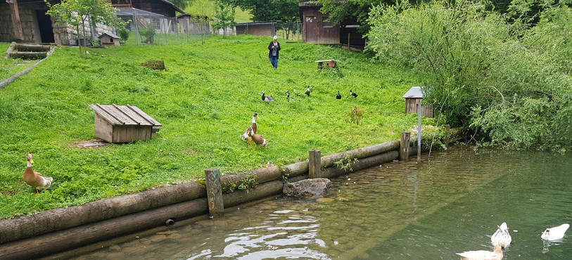 Les canards s'acclimatent bien dans le Parc ornithologique à Bévilard