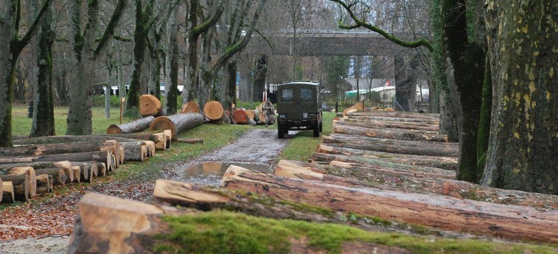 Vente de bois précieux à Colombier