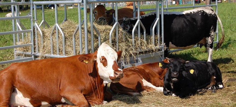 Vaches