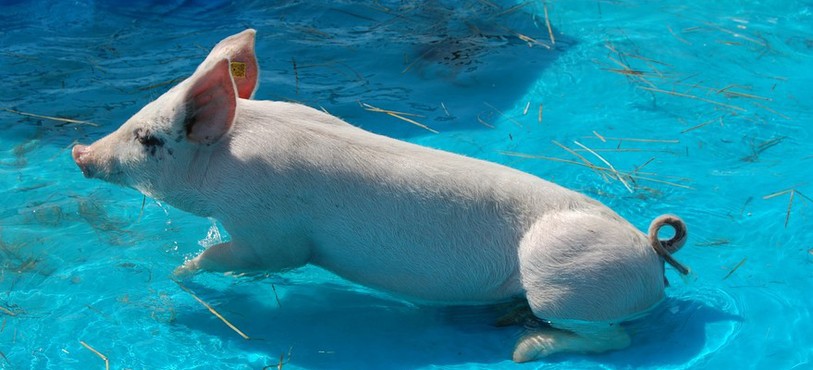 Cochon