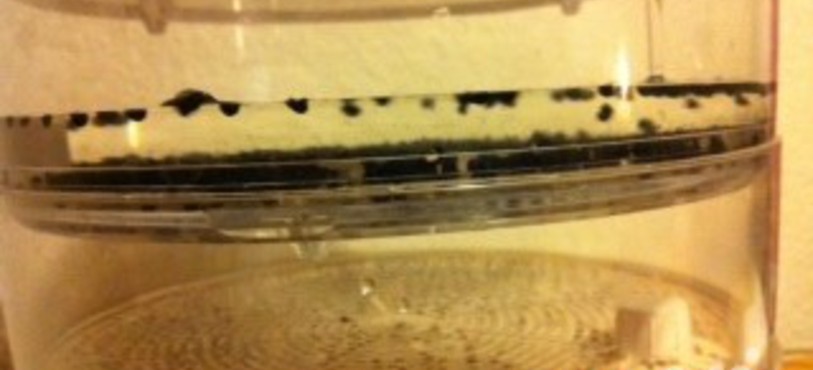 Verser un verre d'eau dans le premier récipient pour rincer les graines