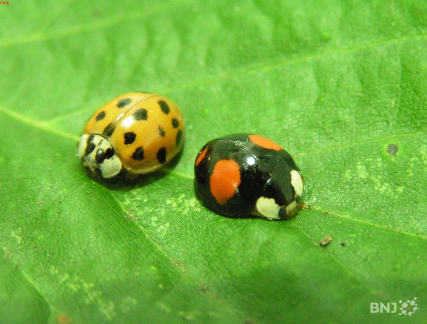 Des coccinelles un peu trop envahissantes RFJ votre radio r gionale