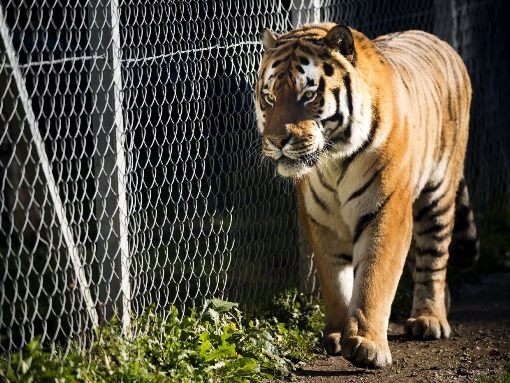 Un homme tué par un tigre dans un zoo britannique - RTN votre radio ...